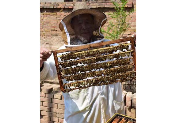 蜂場(chǎng)風(fēng)采